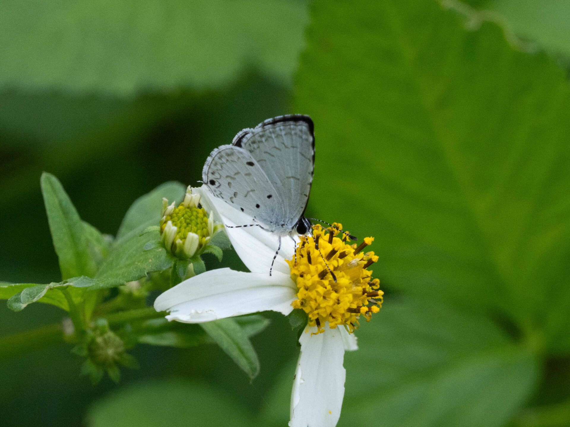 タイワンクロボシシジミページ背景画像