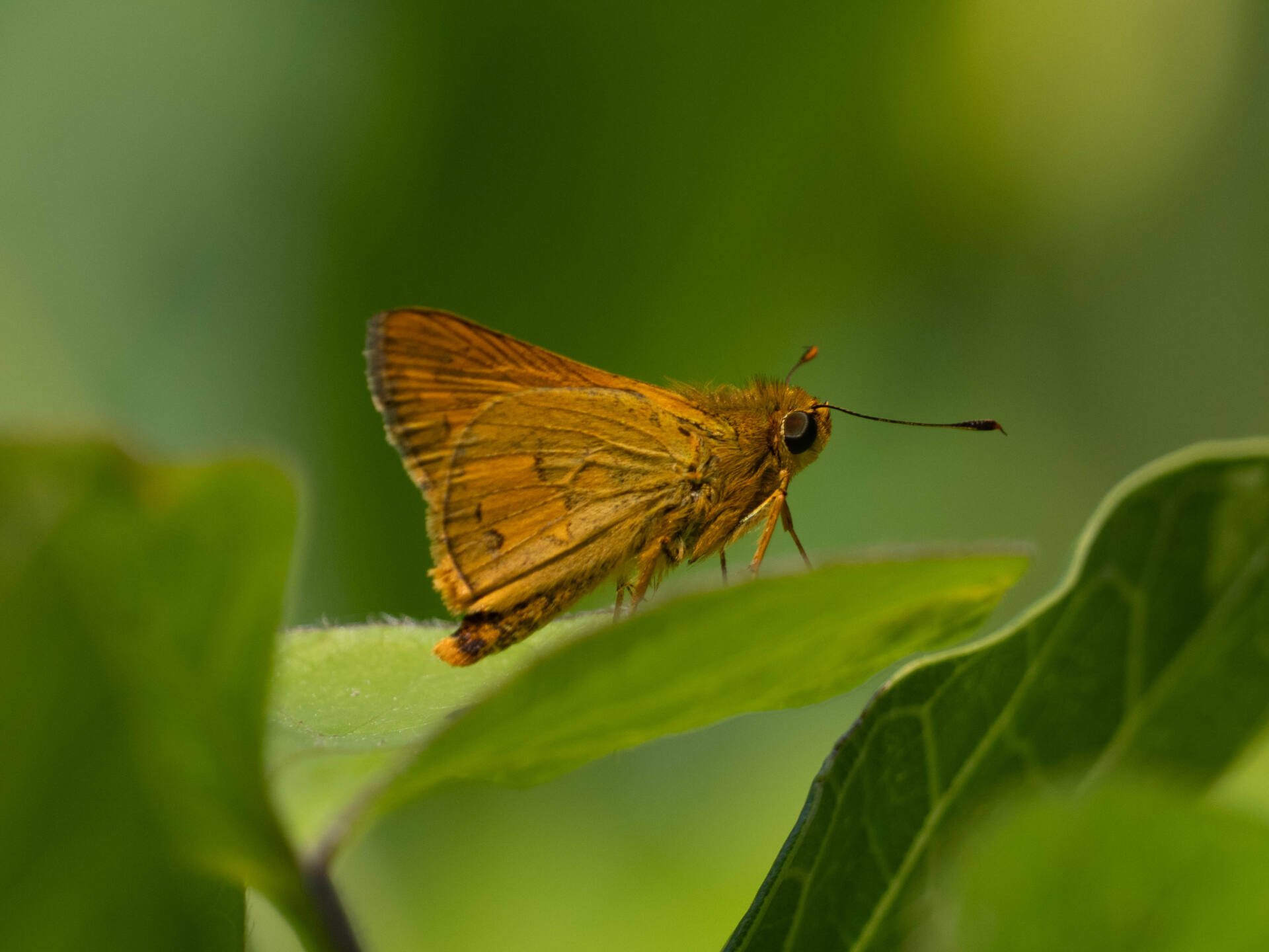 フォトギャラリー：ネッタイアカセセリ - (1)