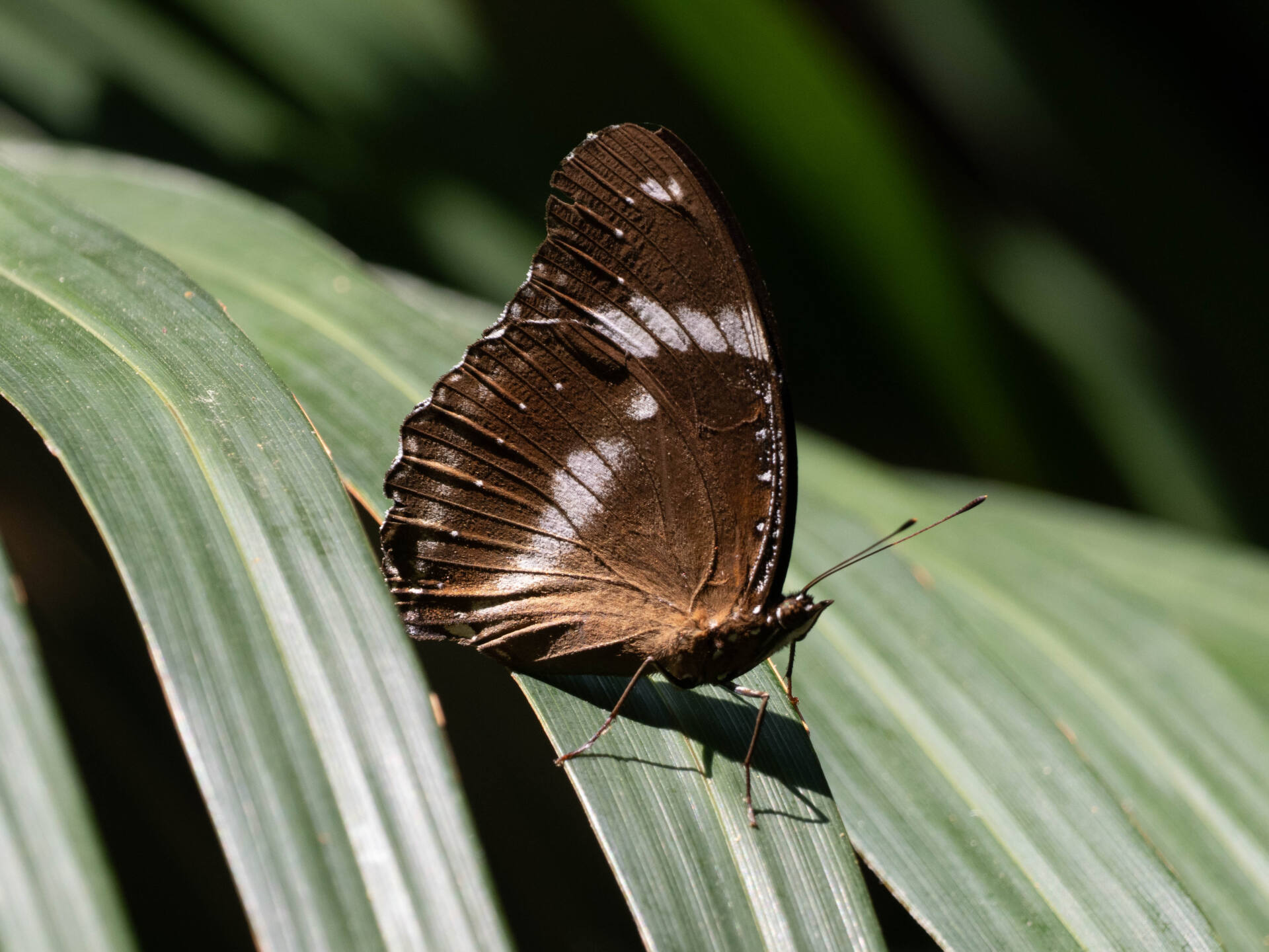 フォトギャラリー：リュウキュウムラサキ - (1)