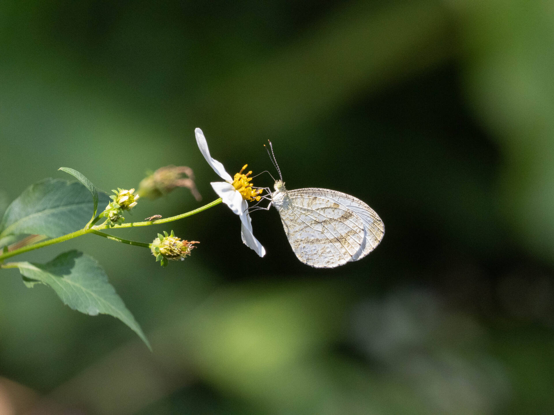 フォトギャラリー：クロテンシロチョウ
