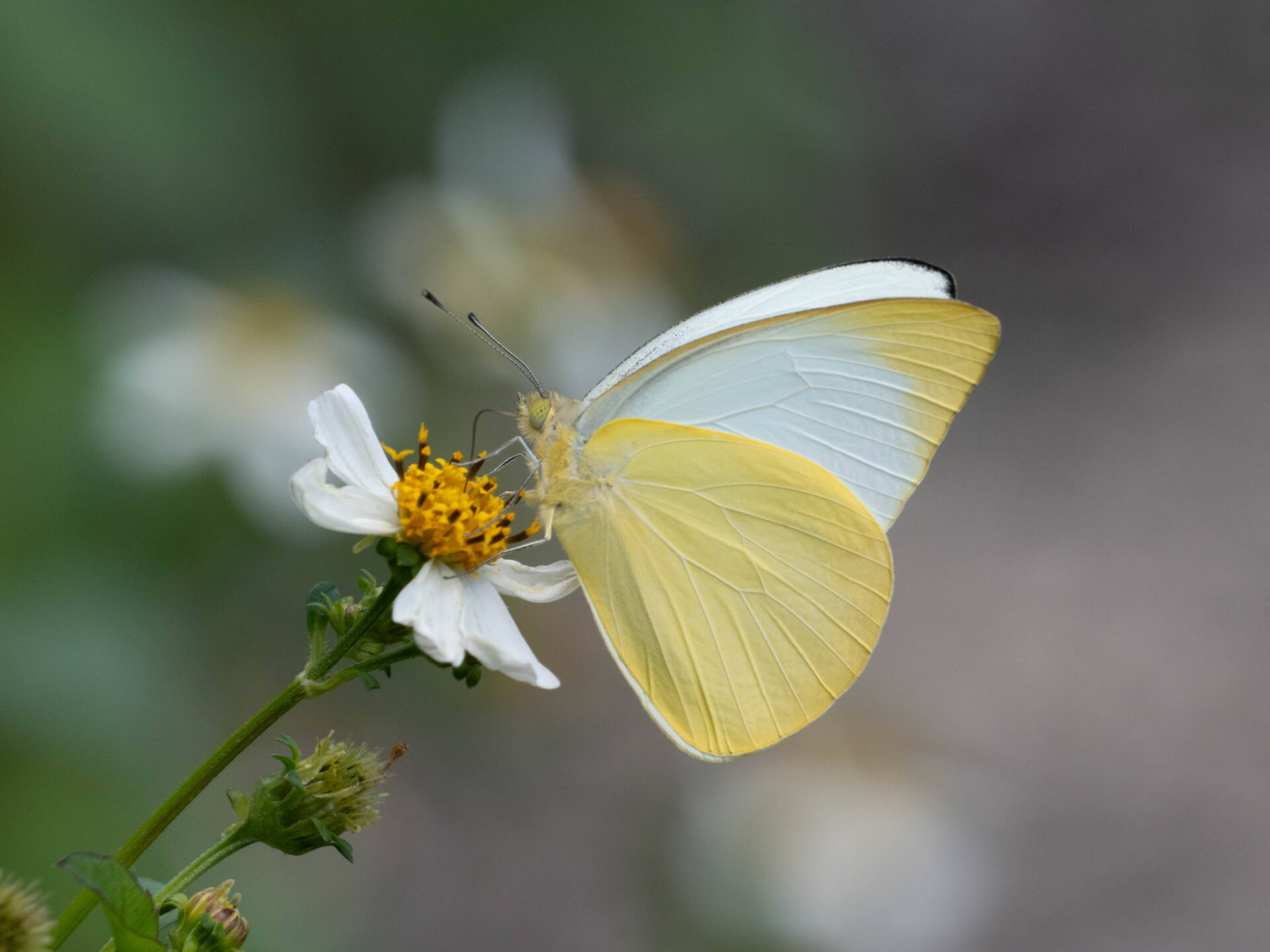 ウラナミシロチョウページ背景画像