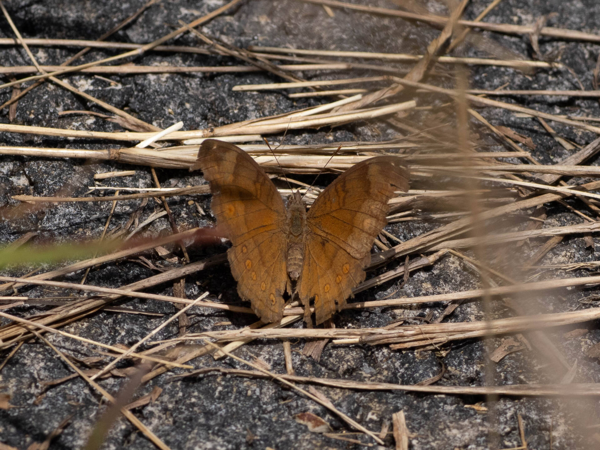 フォトギャラリー：イワサキタテハモドキ