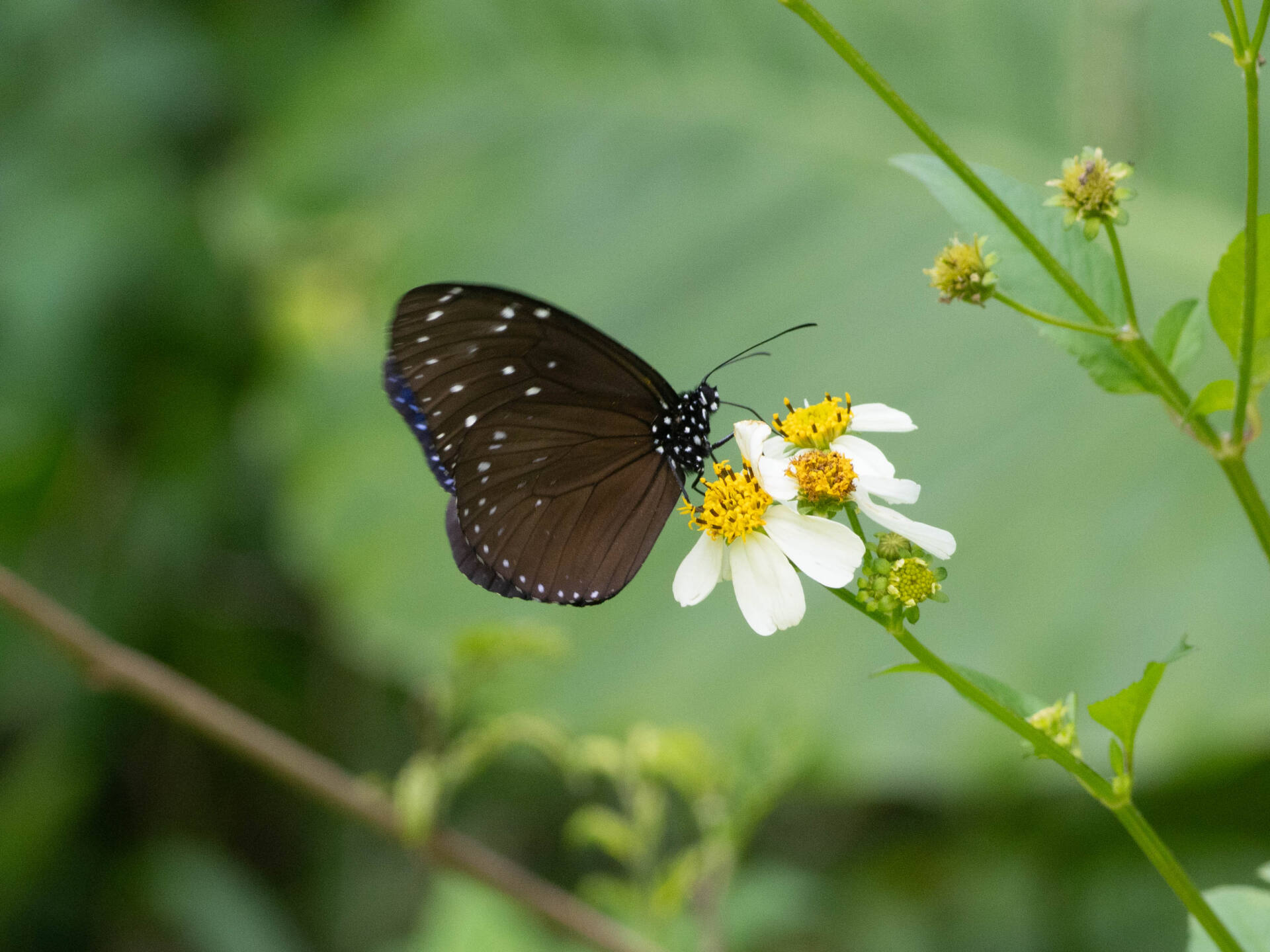 フォトギャラリー：マルバネルリマダラ