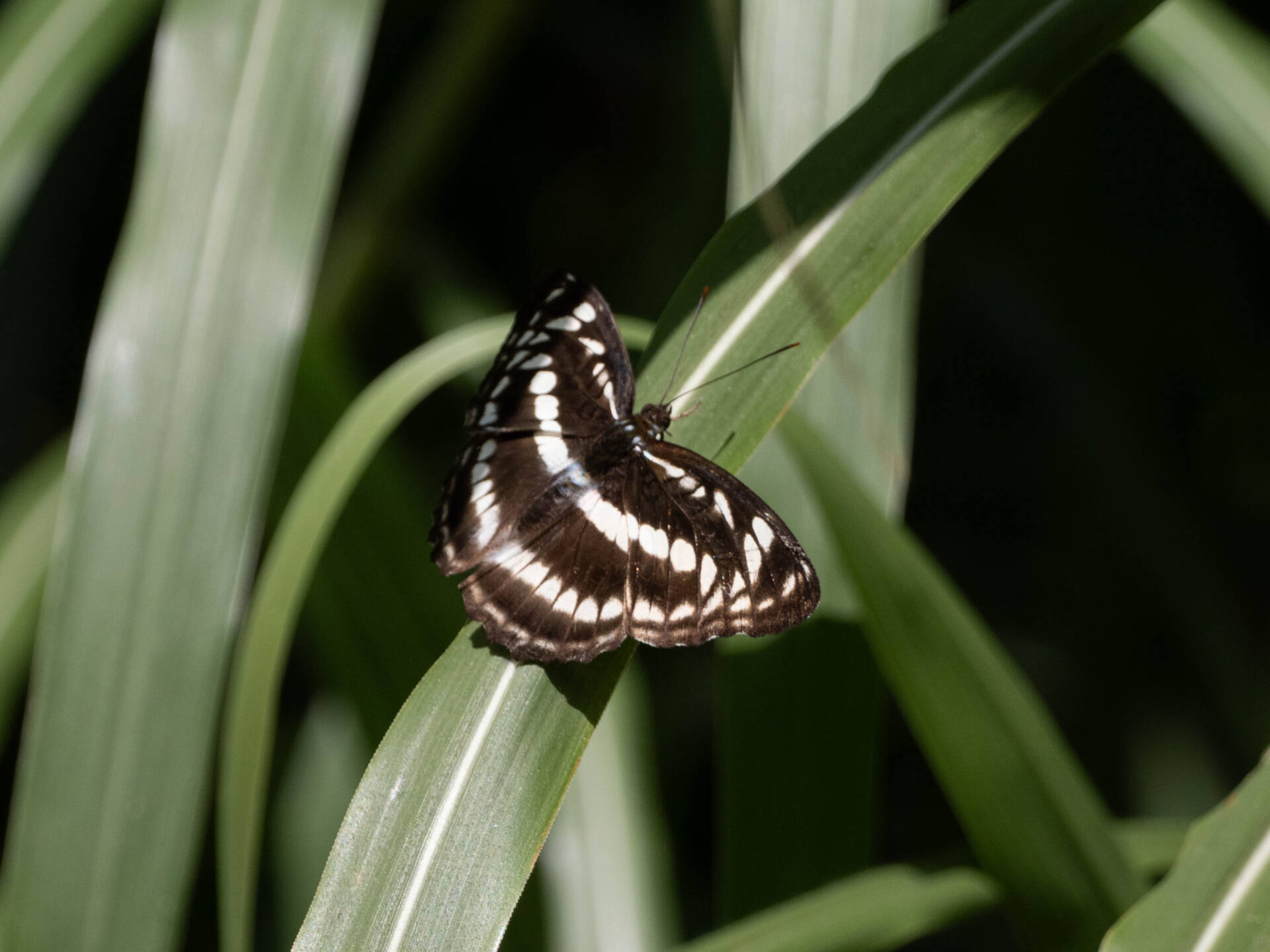 フォトギャラリー：シロミスジ