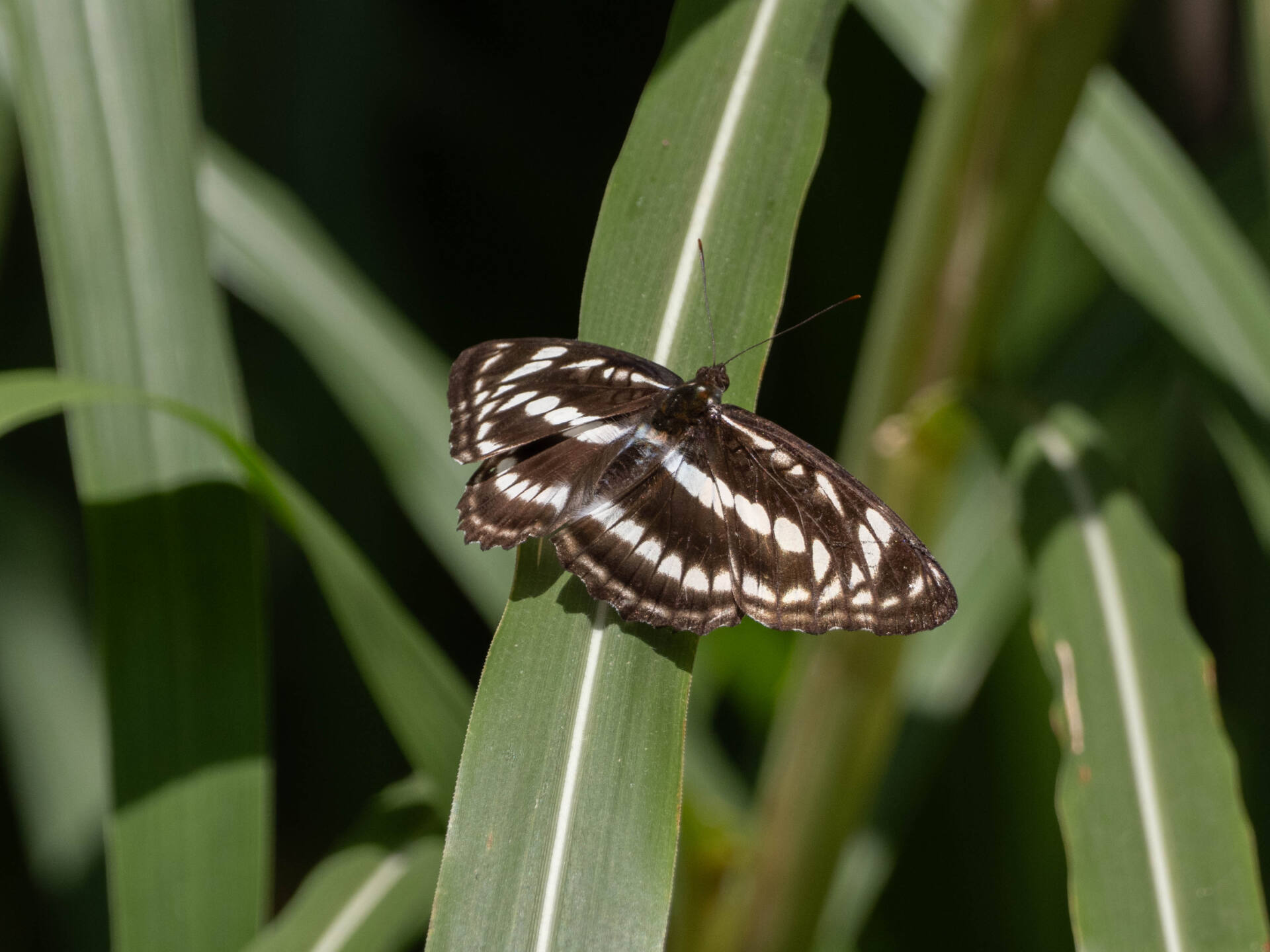 シロミスジページ背景画像