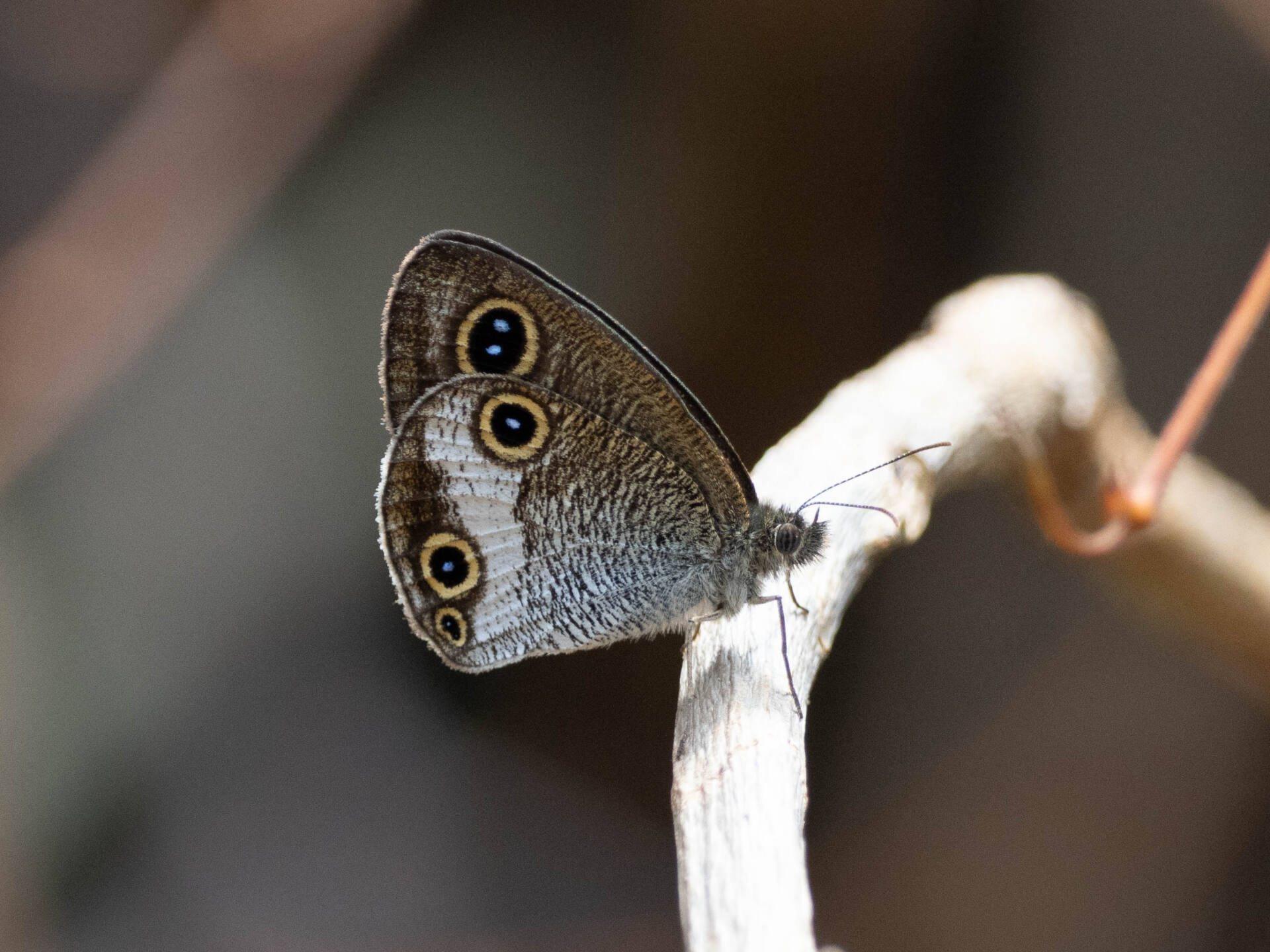 フォトギャラリー：マサキウラナミジャノメ（交尾） - (3)