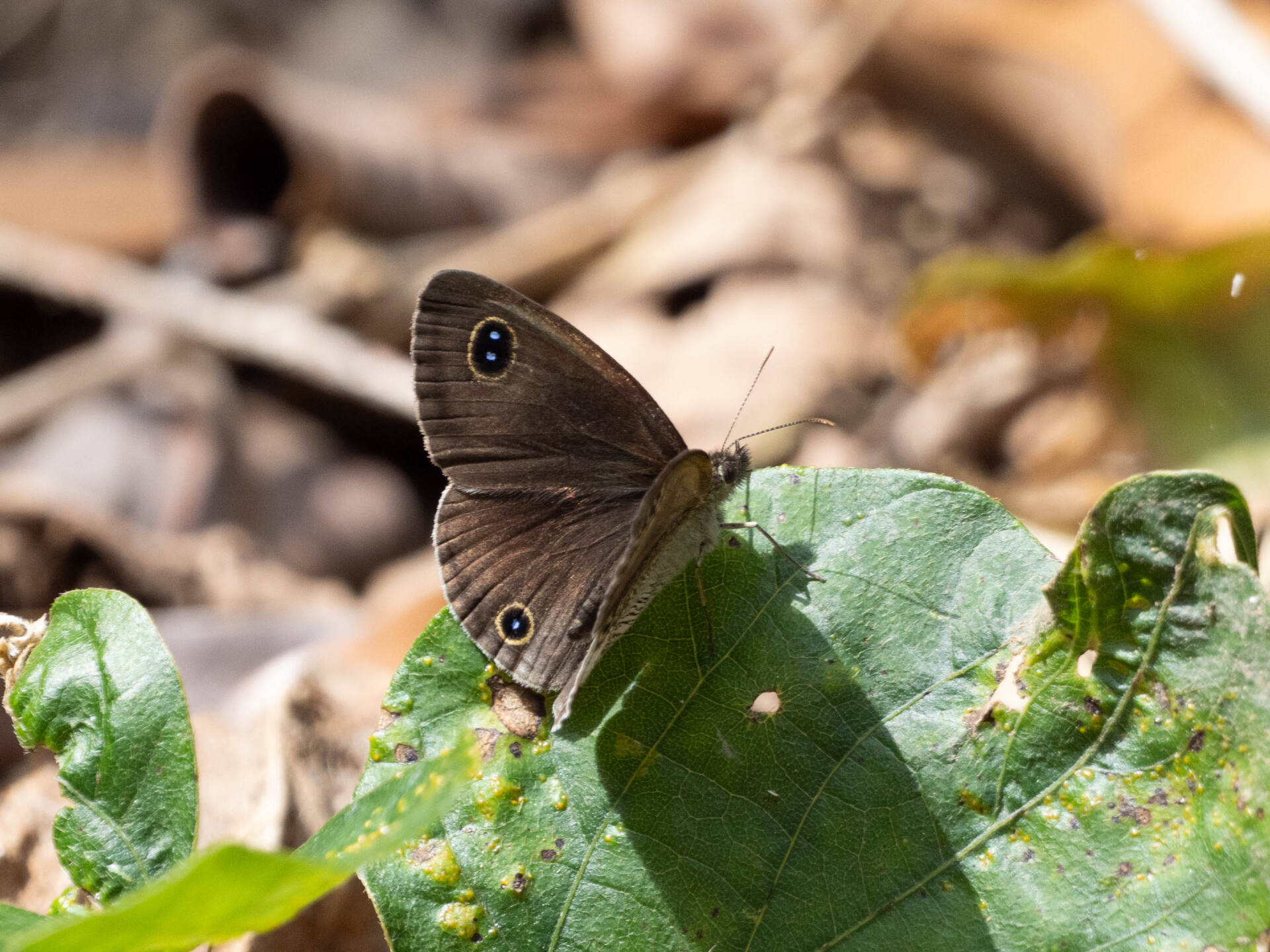 フォトギャラリー：マサキウラナミジャノメ（交尾） - (4)