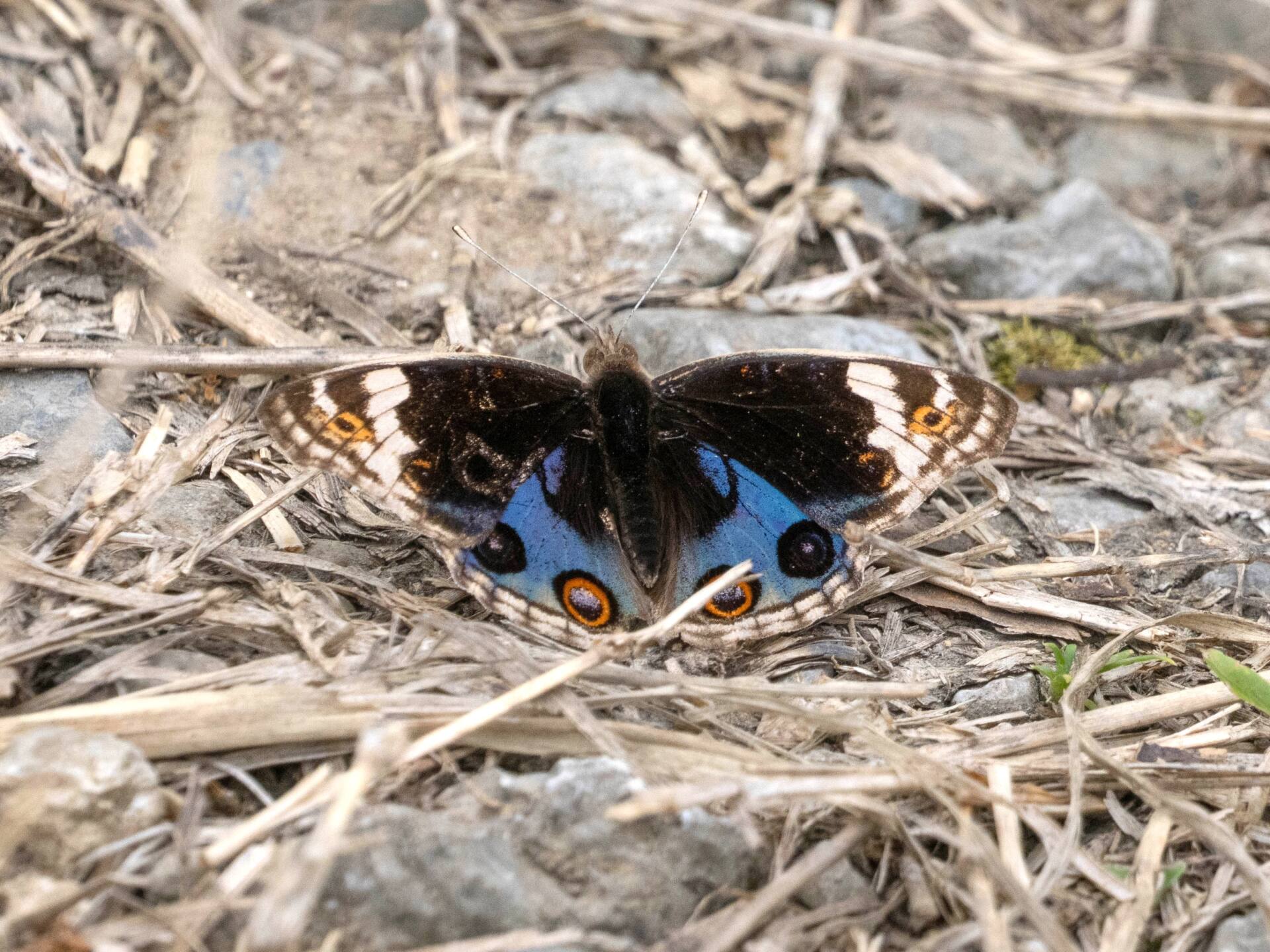 アオタテハモドキページ背景画像