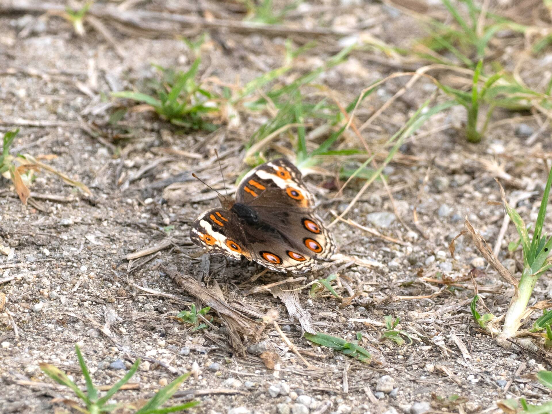 フォトギャラリー：アオタテハモドキ - (2)