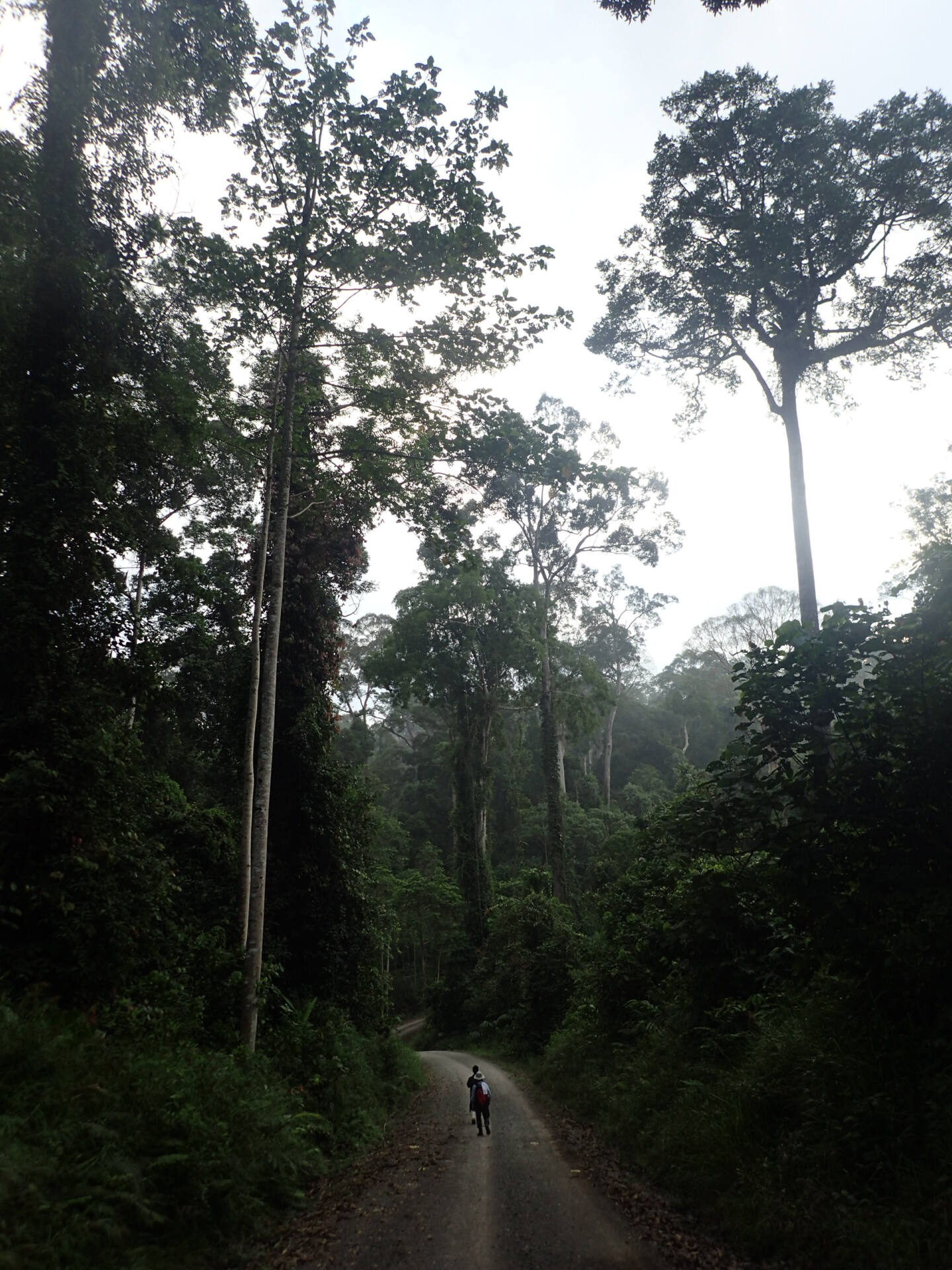 フォトギャラリー：山口 進  in Borneo - (19)