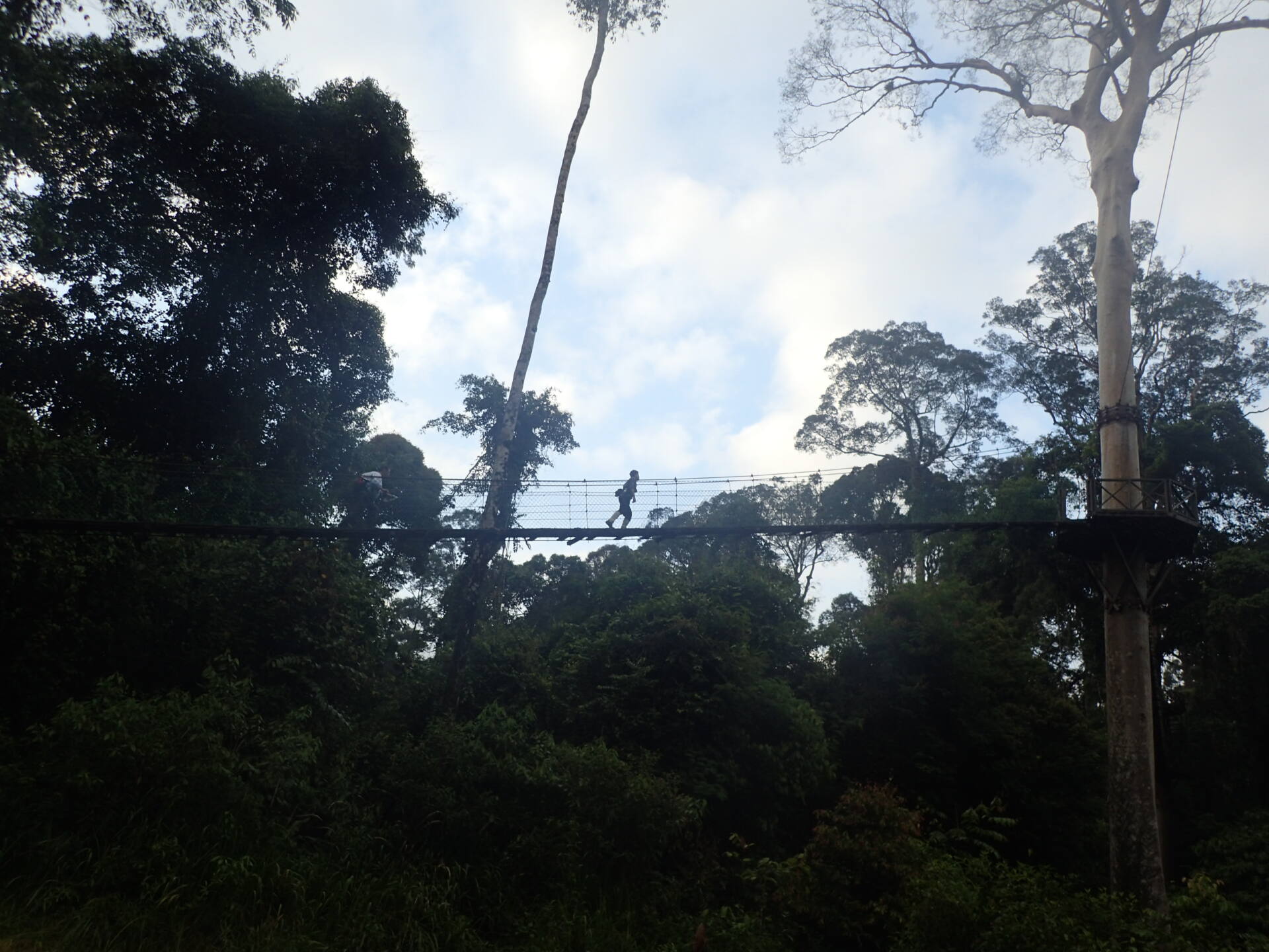 フォトギャラリー：山口 進  in Borneo - (20)