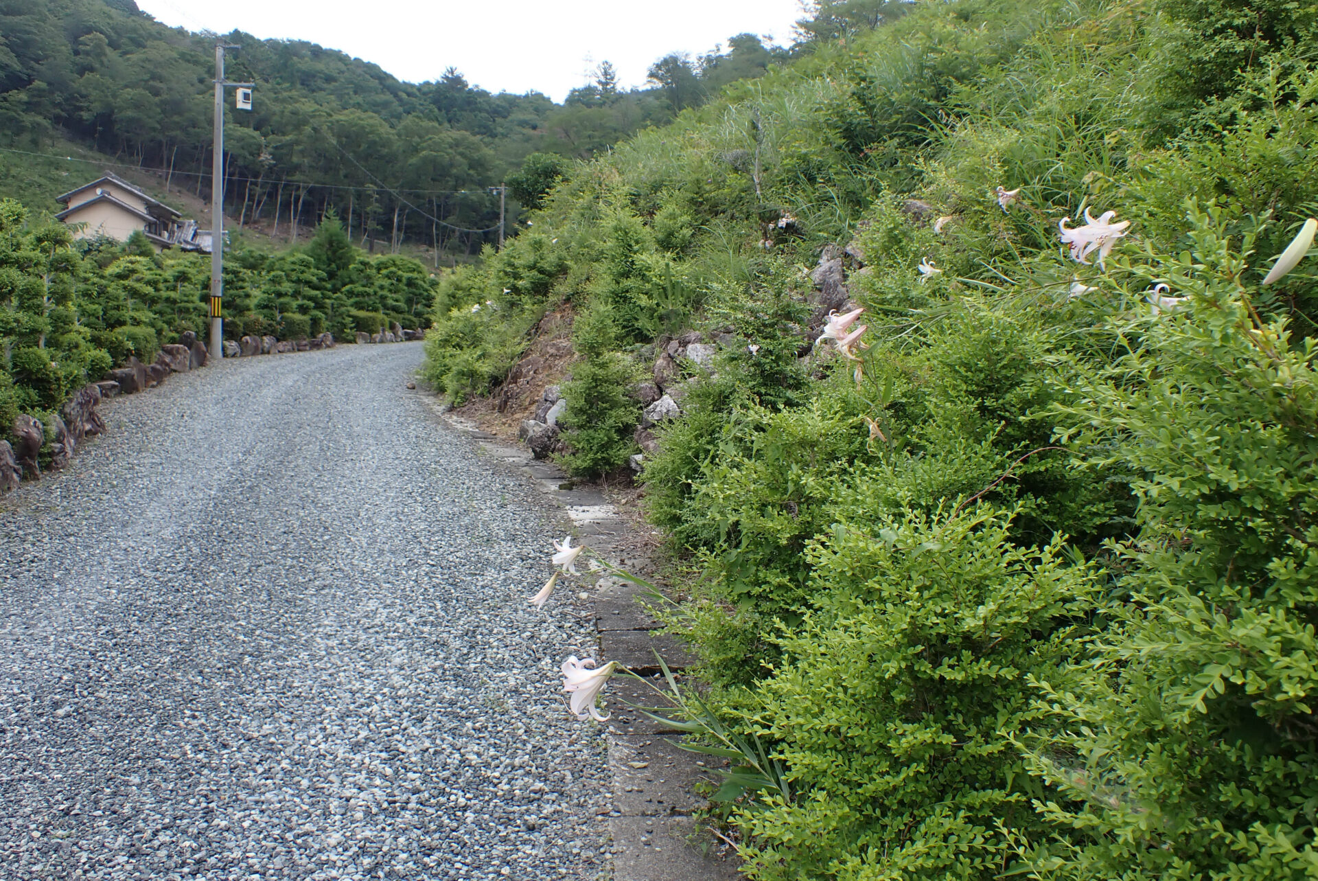 フォトギャラリー：ニシキキンカメムシ - (11)