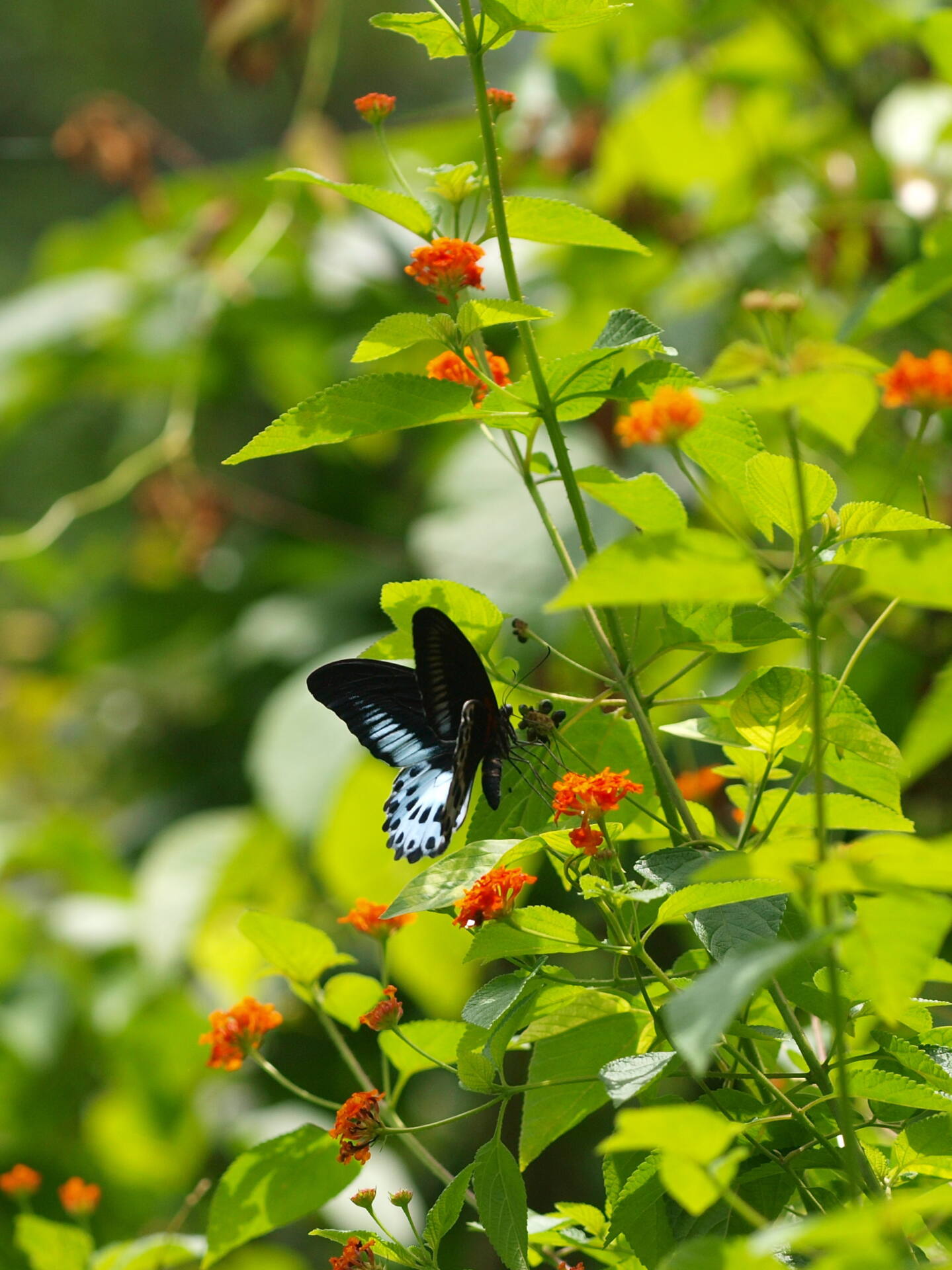 フォトギャラリー：テンジクアゲハ  Blue Mormon (3) - (4)