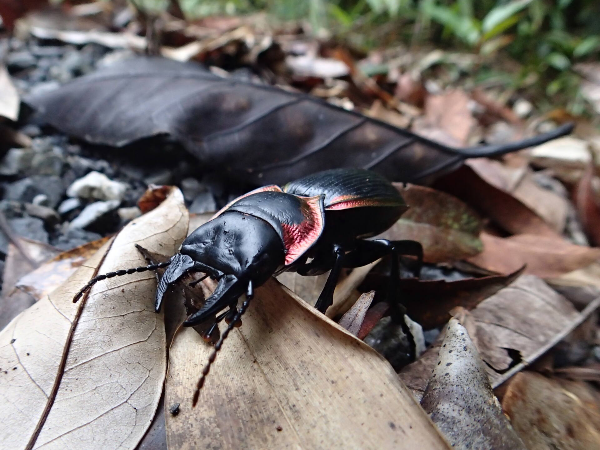 フォトギャラリー：アカヘリエンマゴミムシ-Thailand - (1)