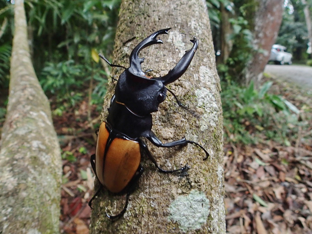 フォトギャラリー：モウホツヤクワガタ-Thailand - (1)