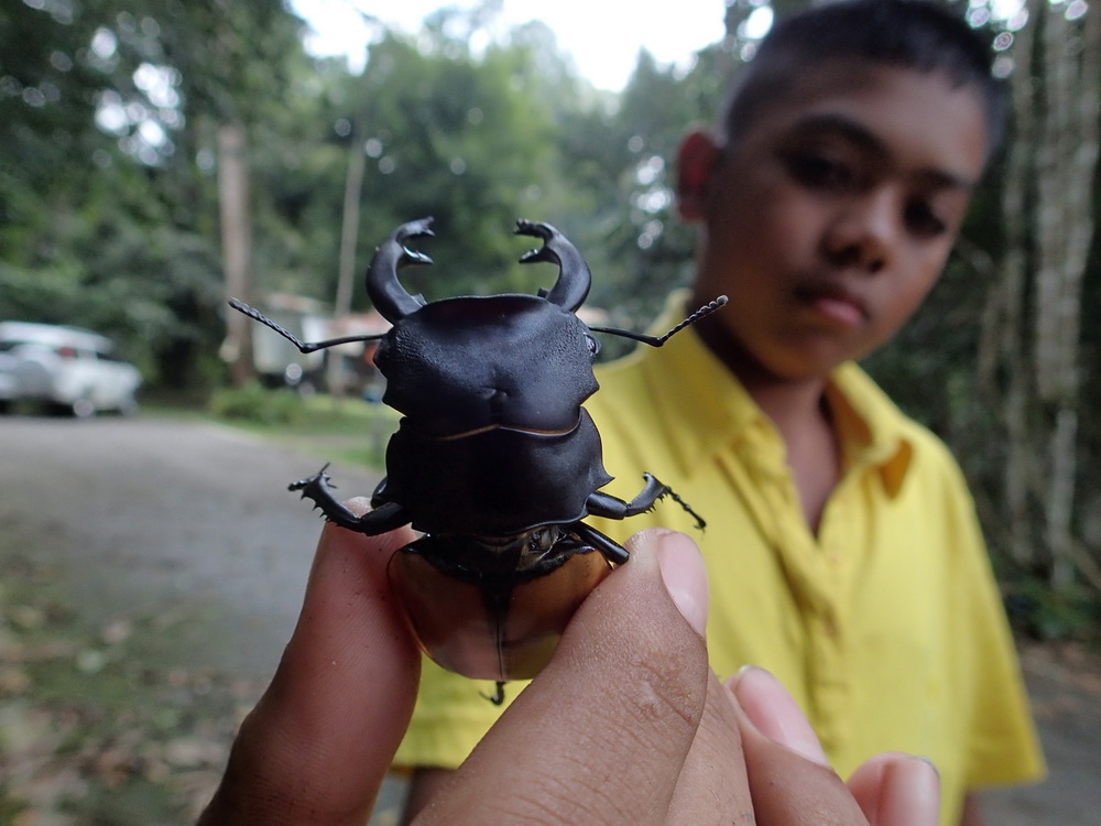 フォトギャラリー：モウホツヤクワガタ-Thailand - (2)