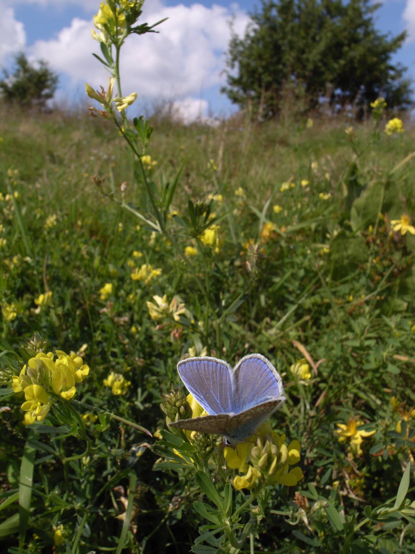 フォトギャラリー：Common Blue (4) - (4)