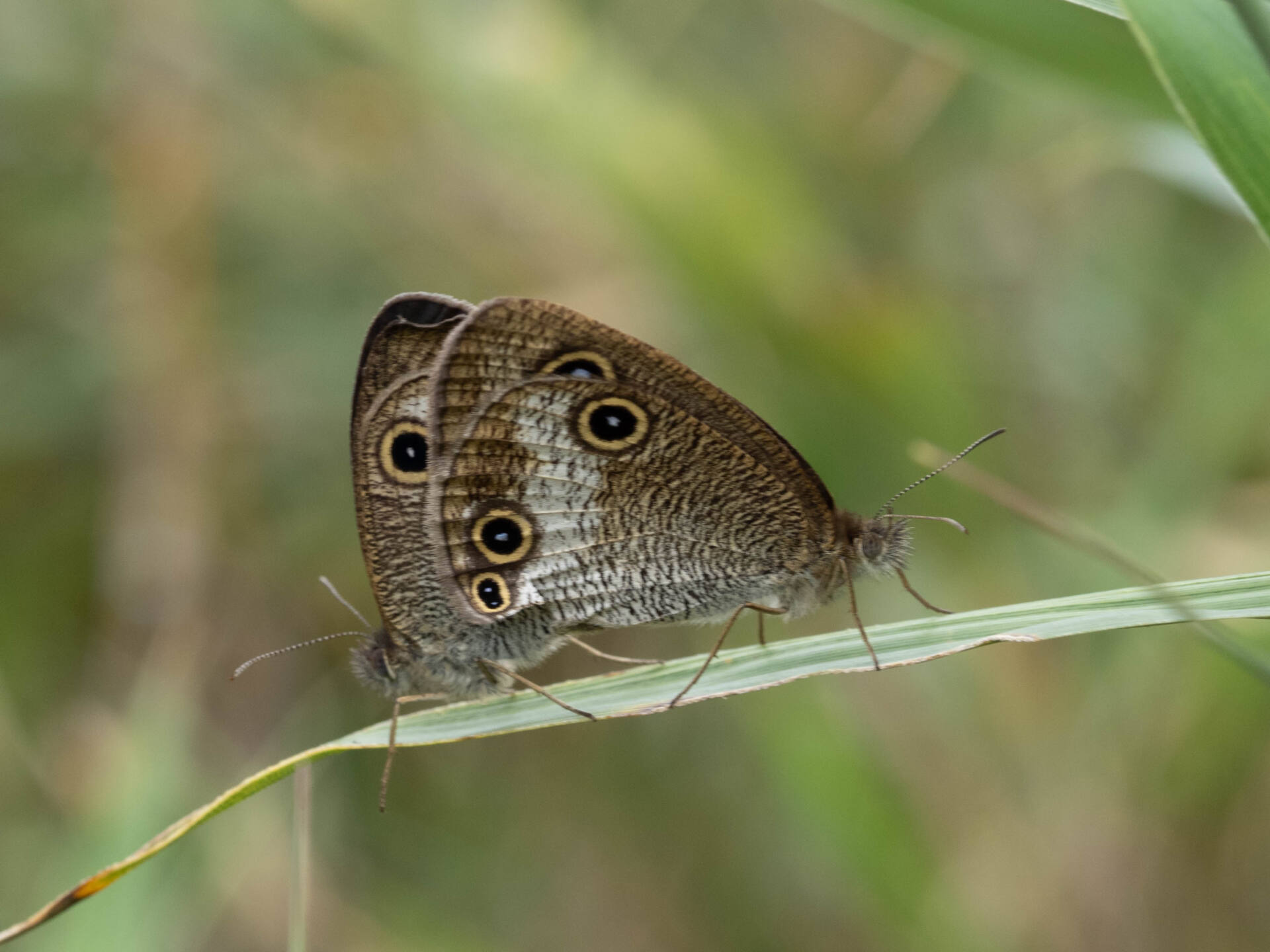 フォトギャラリー：マサキウラナミジャノメ（交尾） - (5)
