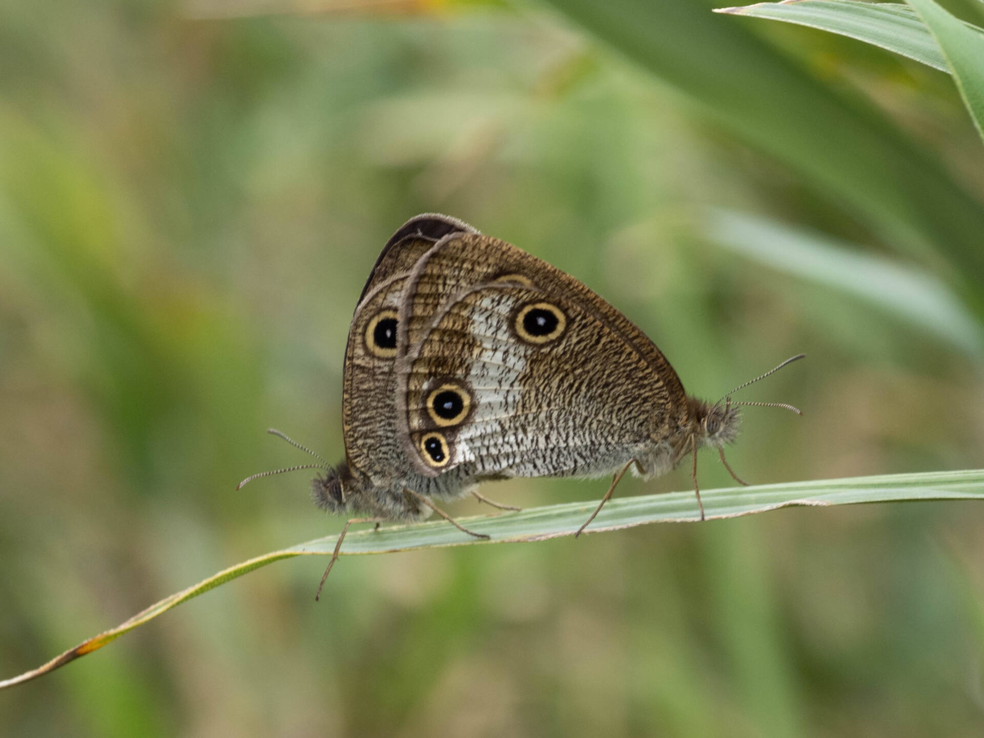 フォトギャラリー：マサキウラナミジャノメ（交尾） - (1)