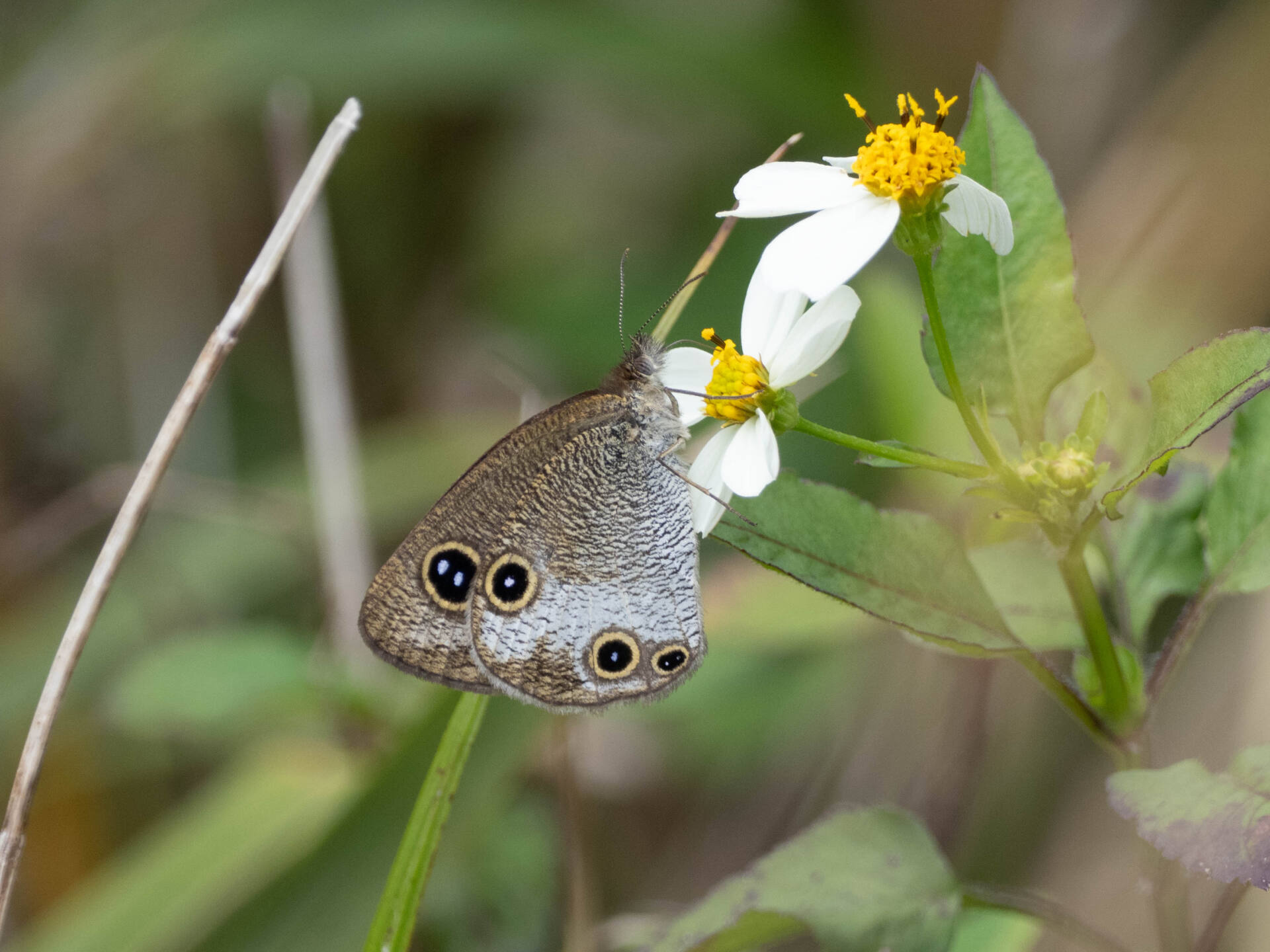 フォトギャラリー：マサキウラナミジャノメ（交尾） - (2)