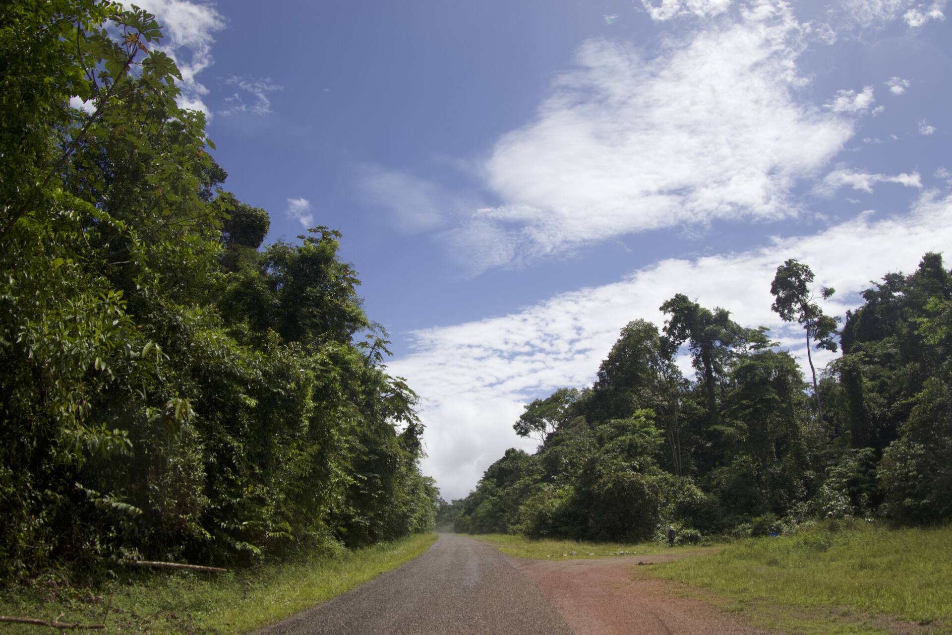 フォトギャラリー：虫林 in French Guiana - (17)