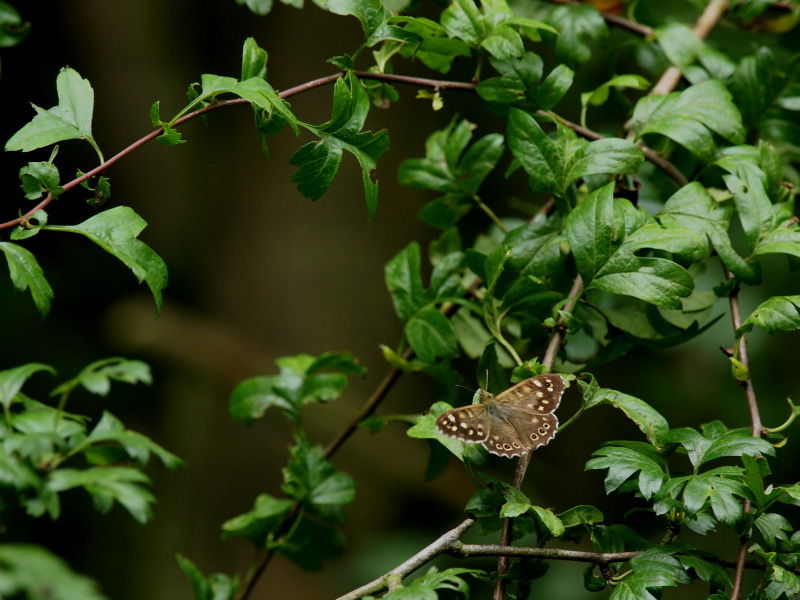 フォトギャラリー：Speckled Wood - (1)