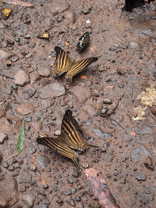 フォトギャラリー：チャスジツルギタテハ; Purple-washed Daggerwing, Morpesia Themistocles