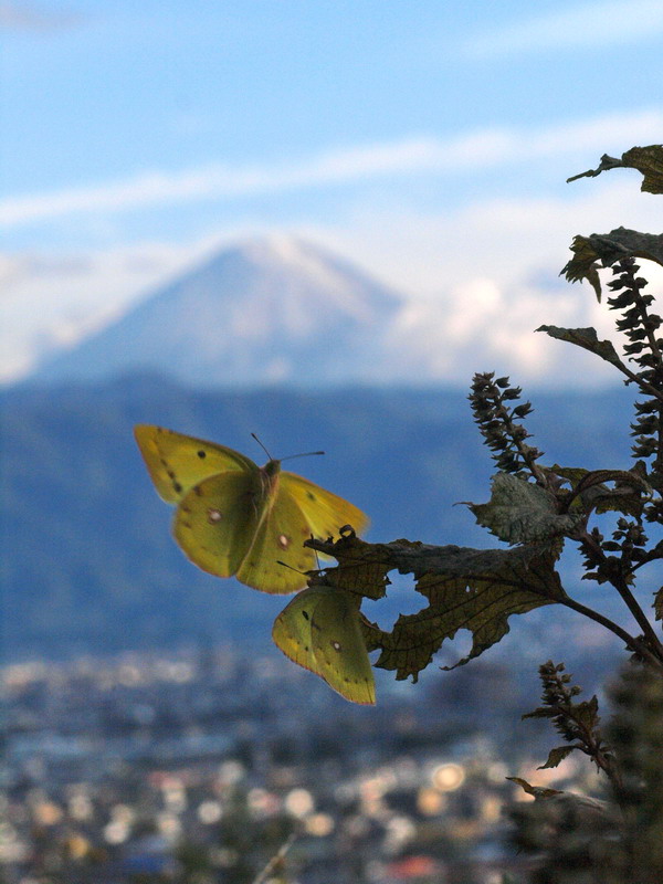 フォトギャラリー：モンキチョウと富士山