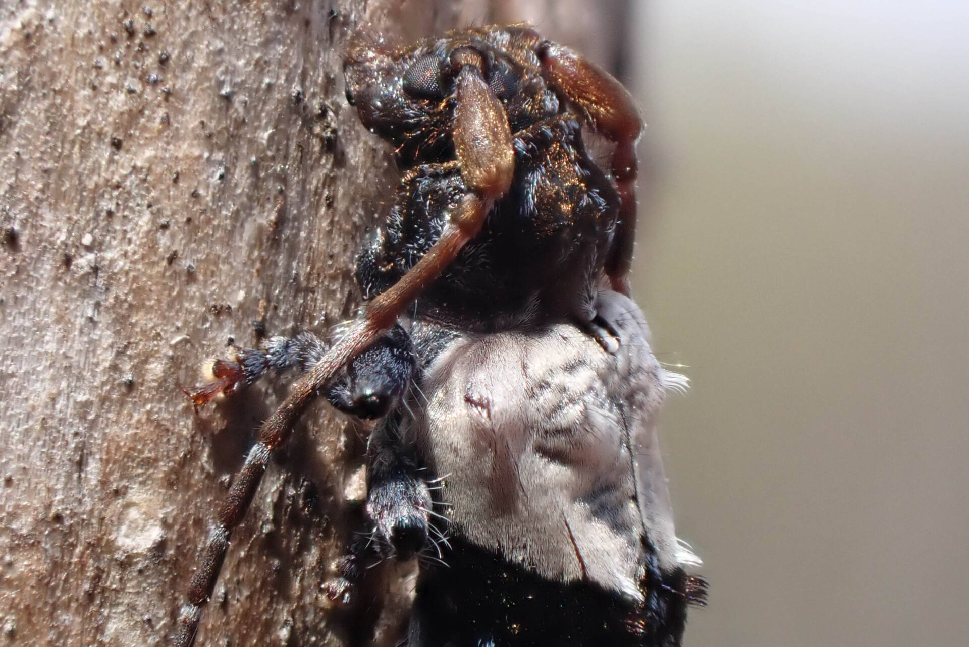 フォトギャラリー：ネジロカミキリ Pogonocherus (Eupogonocherus) seminiveus - (5)