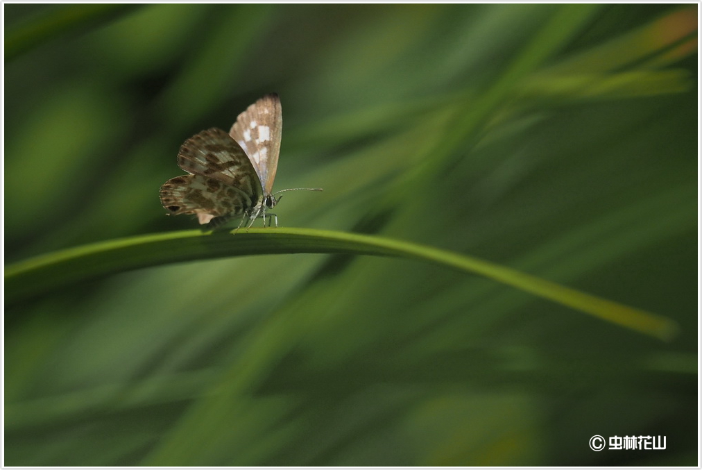 フォトギャラリー：カクモンシジミ-Leptotes plinius