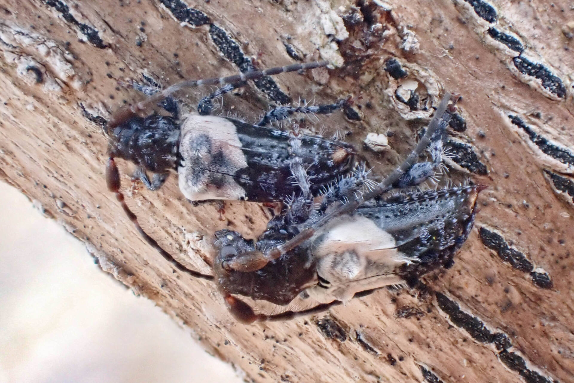 フォトギャラリー：ネジロカミキリ Pogonocherus (Eupogonocherus) seminiveus - (6)