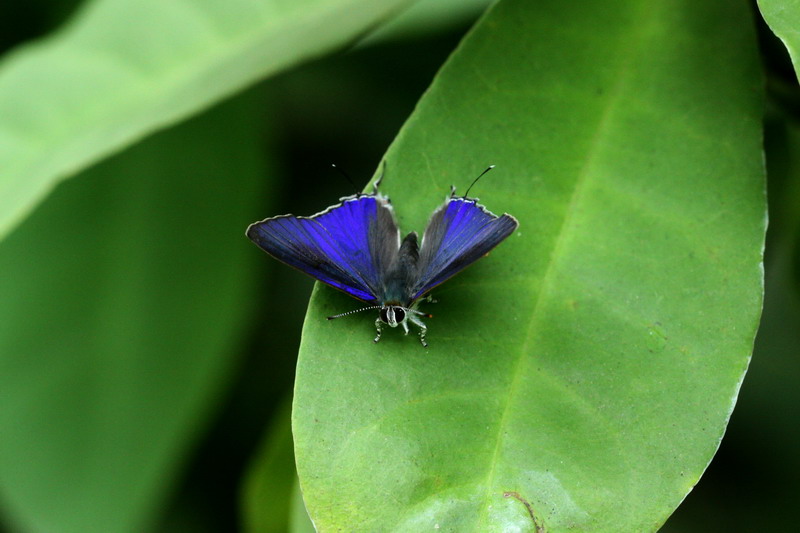 フォトギャラリー：エリルスツメアシフタオシジミ（Hypolycaena erylus himavantes ）