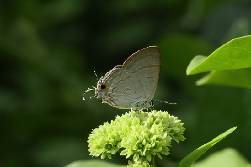 フォトギャラリー：エリルスツメアシフタオシジミ（Hypolycaena erylus himavantes ） - (2)