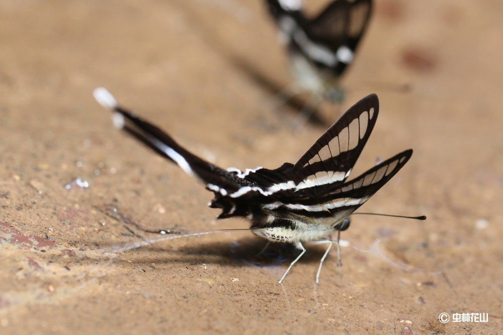 フォトギャラリー：シロスソビキアゲハ Lamproptera curius walkeri  の吸水