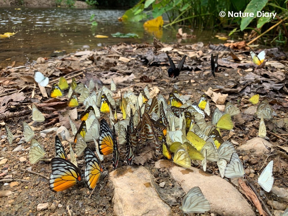 フォトギャラリー：タイリクアサギシロチョウ (Common Wanderer),フトヘリキシタシロチョウ (Orange Gull), ウスキシロチョウ (Lemon Emigrant), スジグロマダラシロチョウ (Redspot Sawtooth),モンキアゲハ(Red Helen), ミ