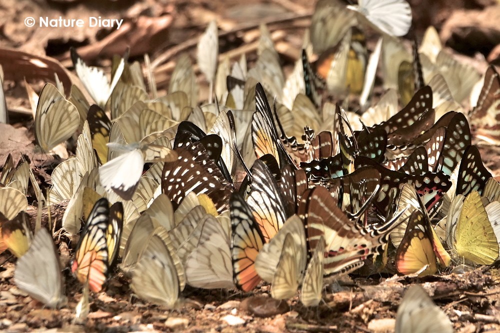 フォトギャラリー：タイリクアサギシロチョウ (Common Wanderer),フトヘリキシタシロチョウ (Orange Gull), ウスキシロチョウ (Lemon Emigrant), スジグロマダラシロチョウ (Redspot Sawtooth),モンキアゲハ(Red Helen), ミ - (2)