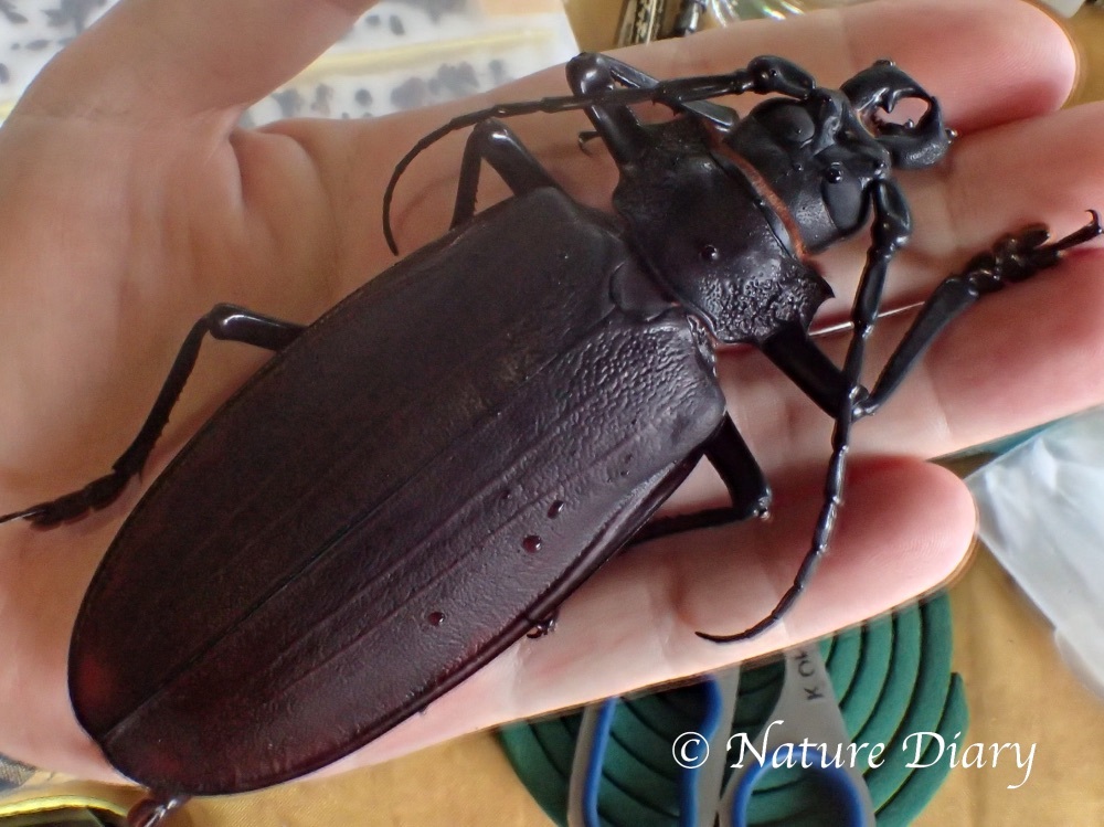 フォトギャラリー：タイタンオオウスバカミキリ Titanus giganteus - (8)