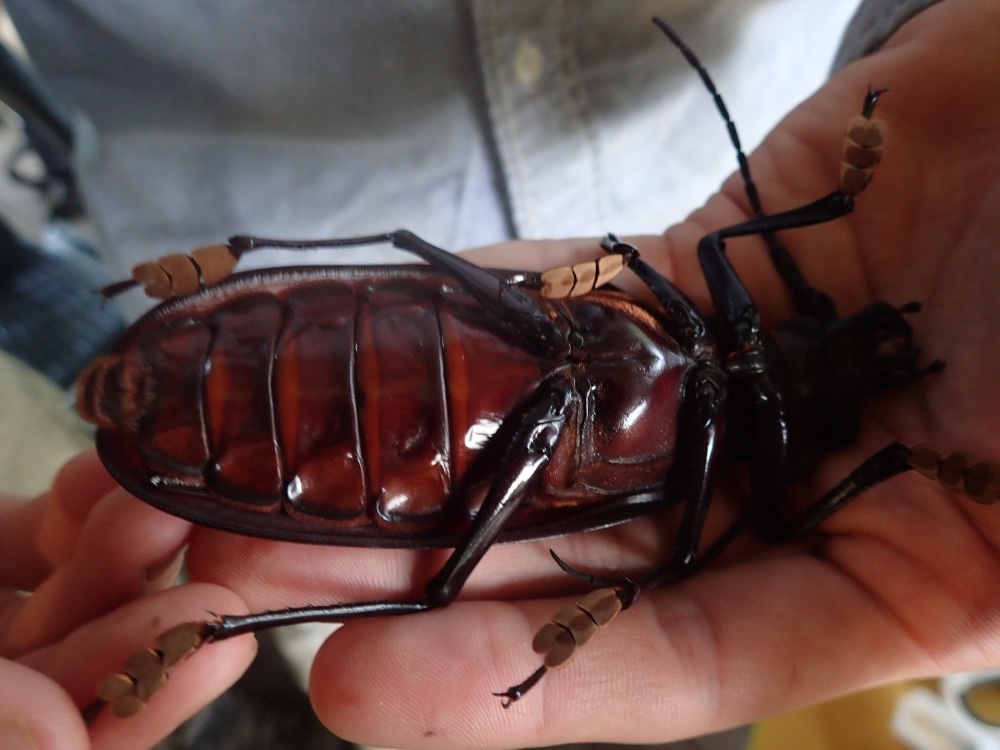 フォトギャラリー：タイタンオオウスバカミキリ Titanus giganteus - (9)