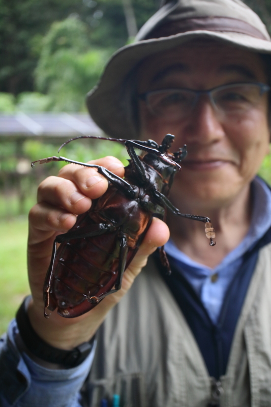 フォトギャラリー：タイタンオオウスバカミキリ Titanus giganteus - (10)