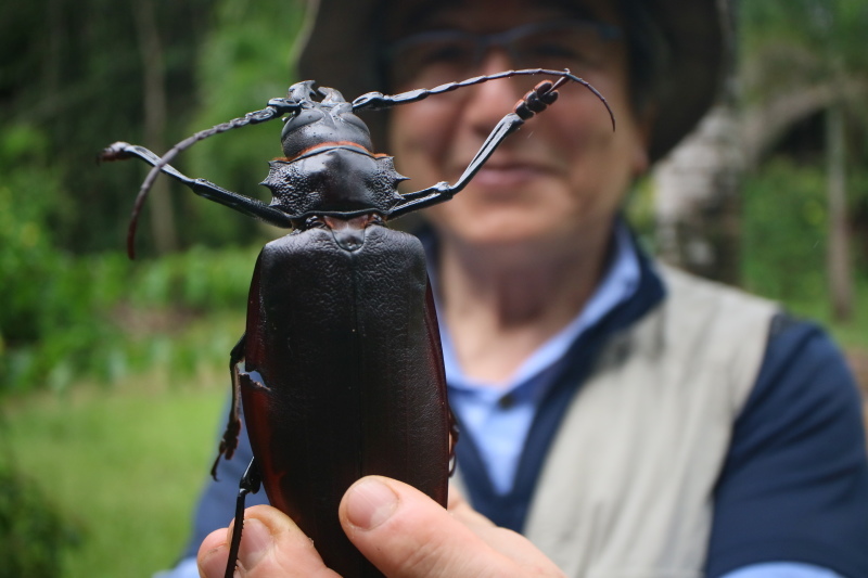 フォトギャラリー：タイタンオオウスバカミキリ Titanus giganteus - (11)