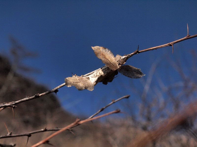 フォトギャラリー：ミヤマシロチョウ越冬巣