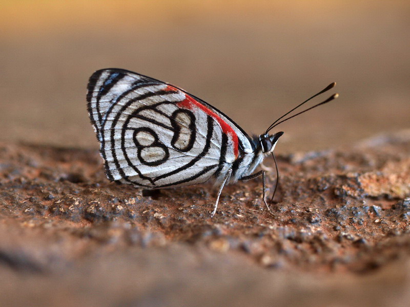 フォトギャラリー：キャンドレナウラモジタテハ; Eighty (80), Diaethria candrena - (2)