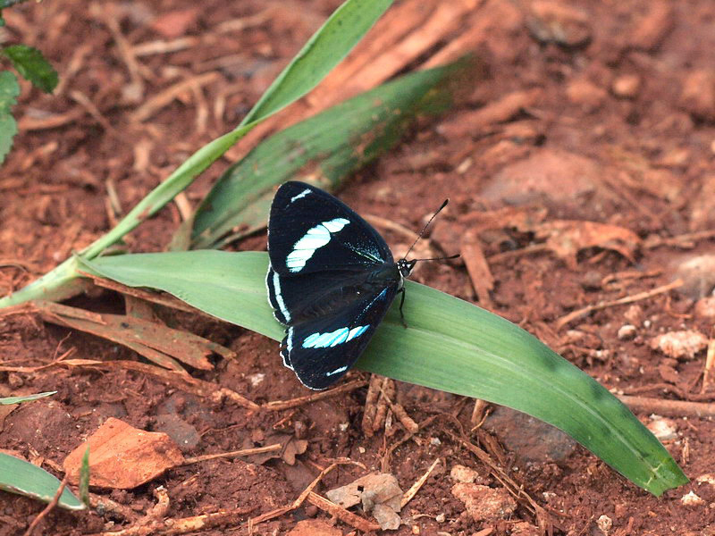 フォトギャラリー：クリメナウラモジタテハ; Eighty-eight (88), Diaethria clymena - (9)