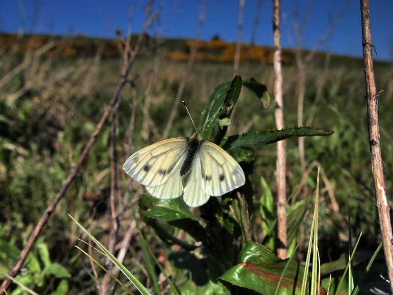 フォトギャラリー：Green-Veined White - (1)