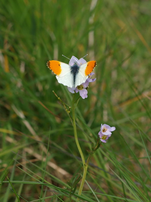 フォトギャラリー：Orange Tip (7) - (6)