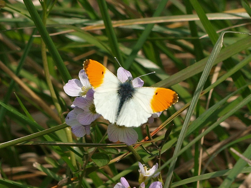 フォトギャラリー：Orange Tip (7) - (1)