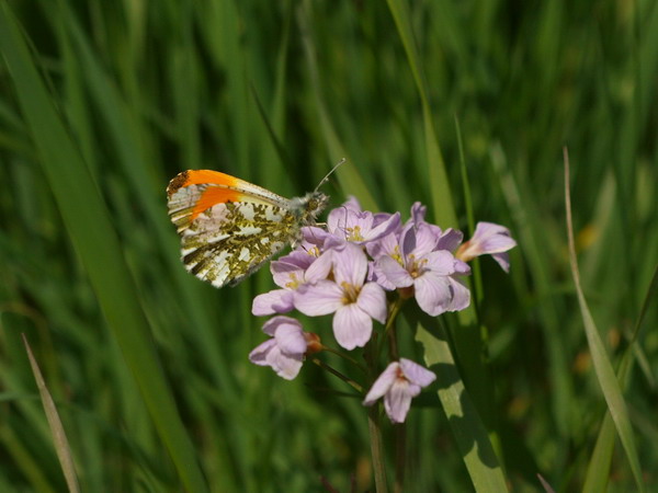 フォトギャラリー：Orange Tip (7) - (2)