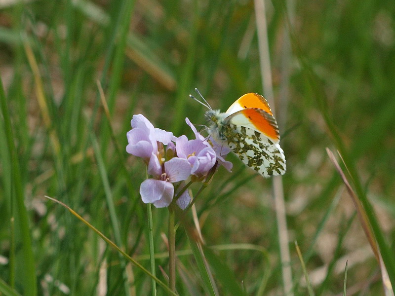 フォトギャラリー：Orange Tip (7) - (7)