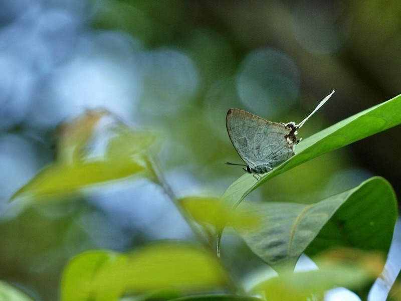 フォトギャラリー：Common imperial (2) - (1)