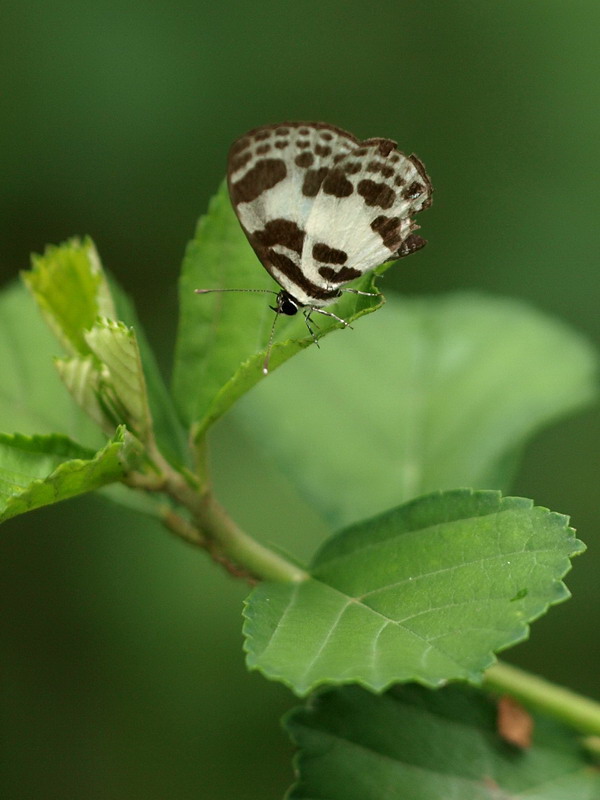 フォトギャラリー：Banded Blue Pierrot (2) - (2)